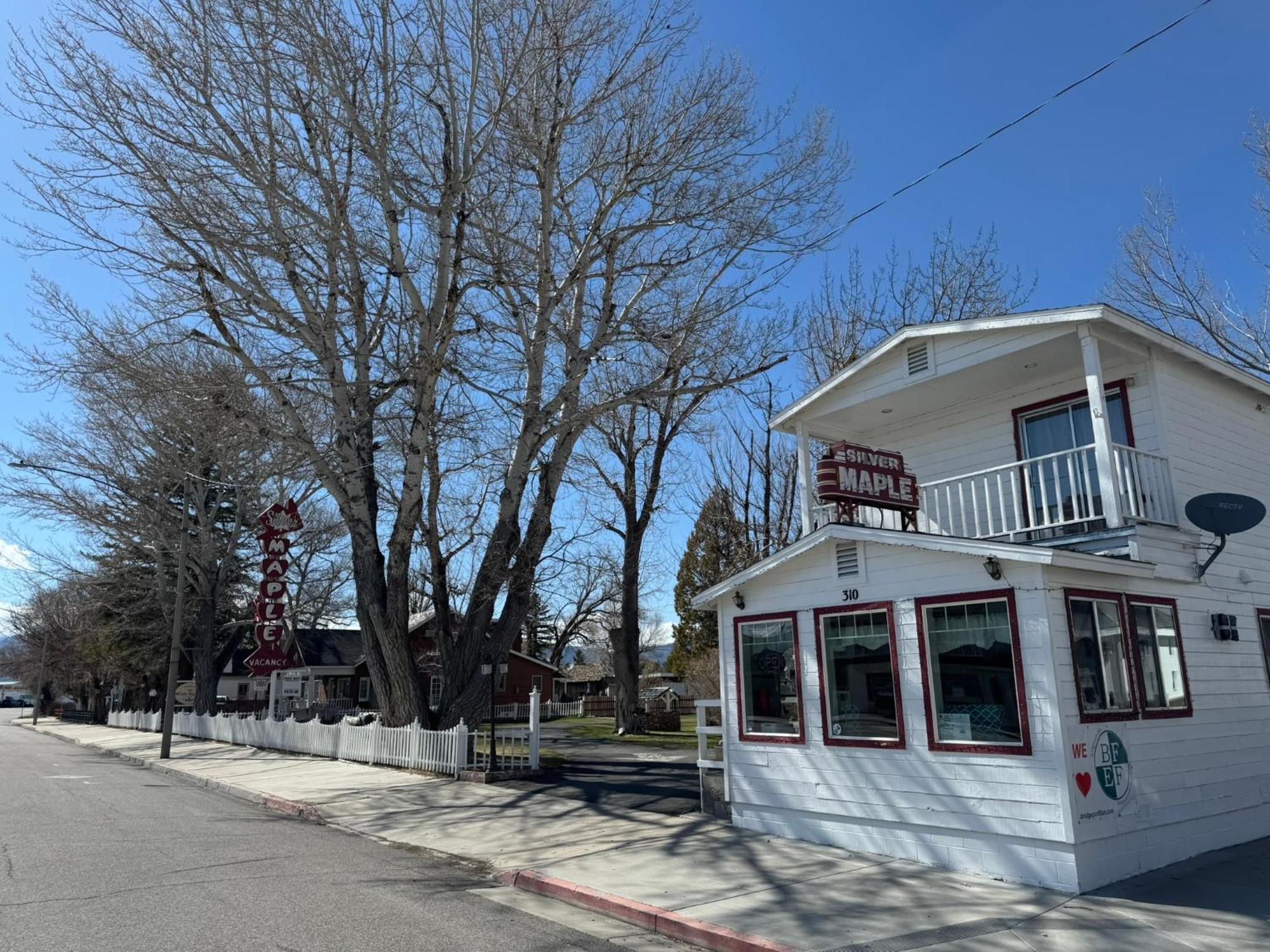 Silver Maple